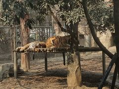 -成都动物园
