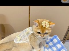 -lincat·猫舍(广州店)