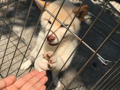 -柴犬高等学院·狗咖·柴犬售卖·宠物训练