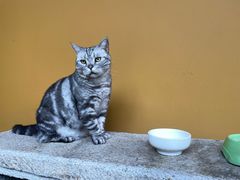 -龙华寺