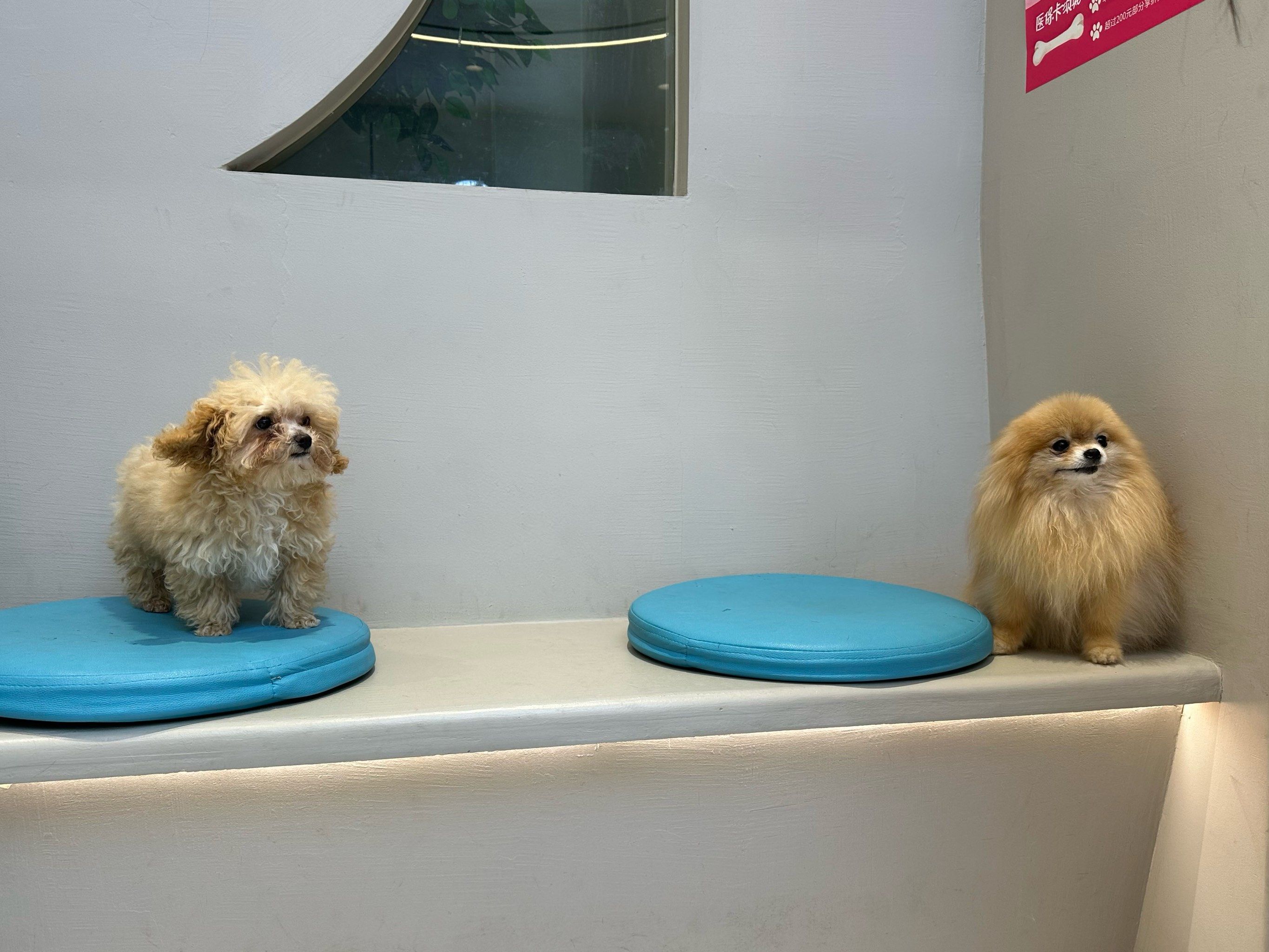 银川宠物超度-银子为什么不值钱 银川宠物超度-银子为什么不值钱