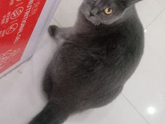 -喵百万·布偶·蓝金金渐层英短·猫舍(百子湾店)