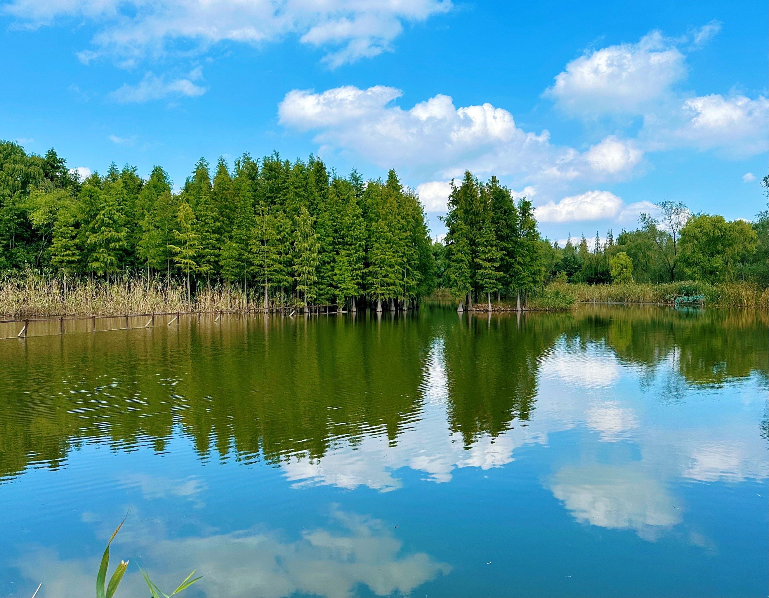 位于崇明的西沙湿地公园可能是魔都最大的湿地公园了吧,离市区较远