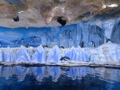 -海合安青岛极地海洋公园