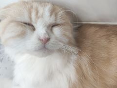 -喵园·猫主题咖啡厅·撸猫·猫咖(国贸店)