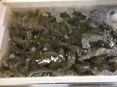 皮皮虾-羊栏农贸市场(羊新路店)