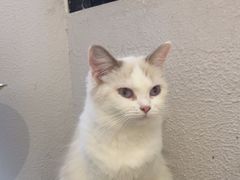 -琪喵猫屋·撸猫猫咖·猫舍