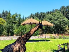 -北京野生动物园