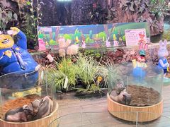 -正佳雨林生态植物园