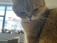 -Cappucimeow猫咪咖啡馆(韦伯时代店)