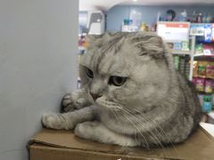 -喵的天空名猫咖啡馆·撸猫·猫舍·用品