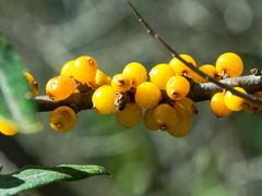 -叠溪松坪沟景区