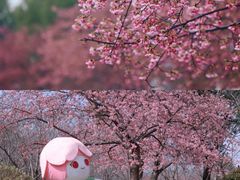 -顾村公园