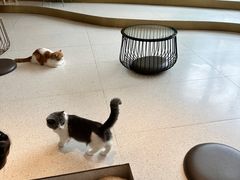 -飞行喵MR PILOT|猫舍·猫咖(静安大融城店)
