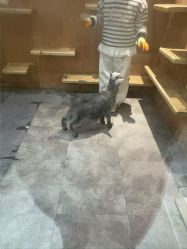 -神奇动物撸宠馆·羊驼·小浣熊·异宠(豫园店)