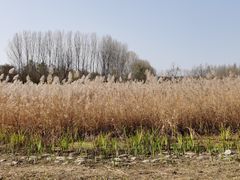 -东郊湿地公园