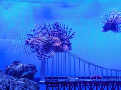 -太平洋海底世界