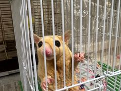 -中环花鸟鱼虫市场
