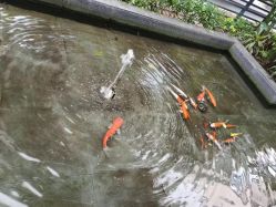 -宝生月子中心·私家园林式(龙华观澜店)
