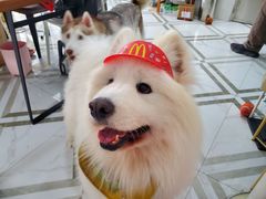 -星多哈·狗咖·拼豆·咖啡