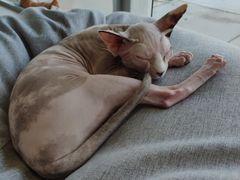 -藏猫猫咖啡主题馆(中央大道店)