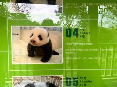 -中国大熊猫保护研究中心雅安碧峰峡基地