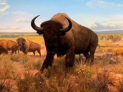 -贝林大翅鲸简餐厅(国家海洋博物馆店)