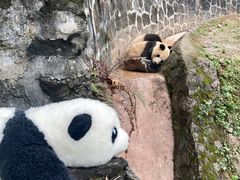 -都江堰中华大熊猫苑