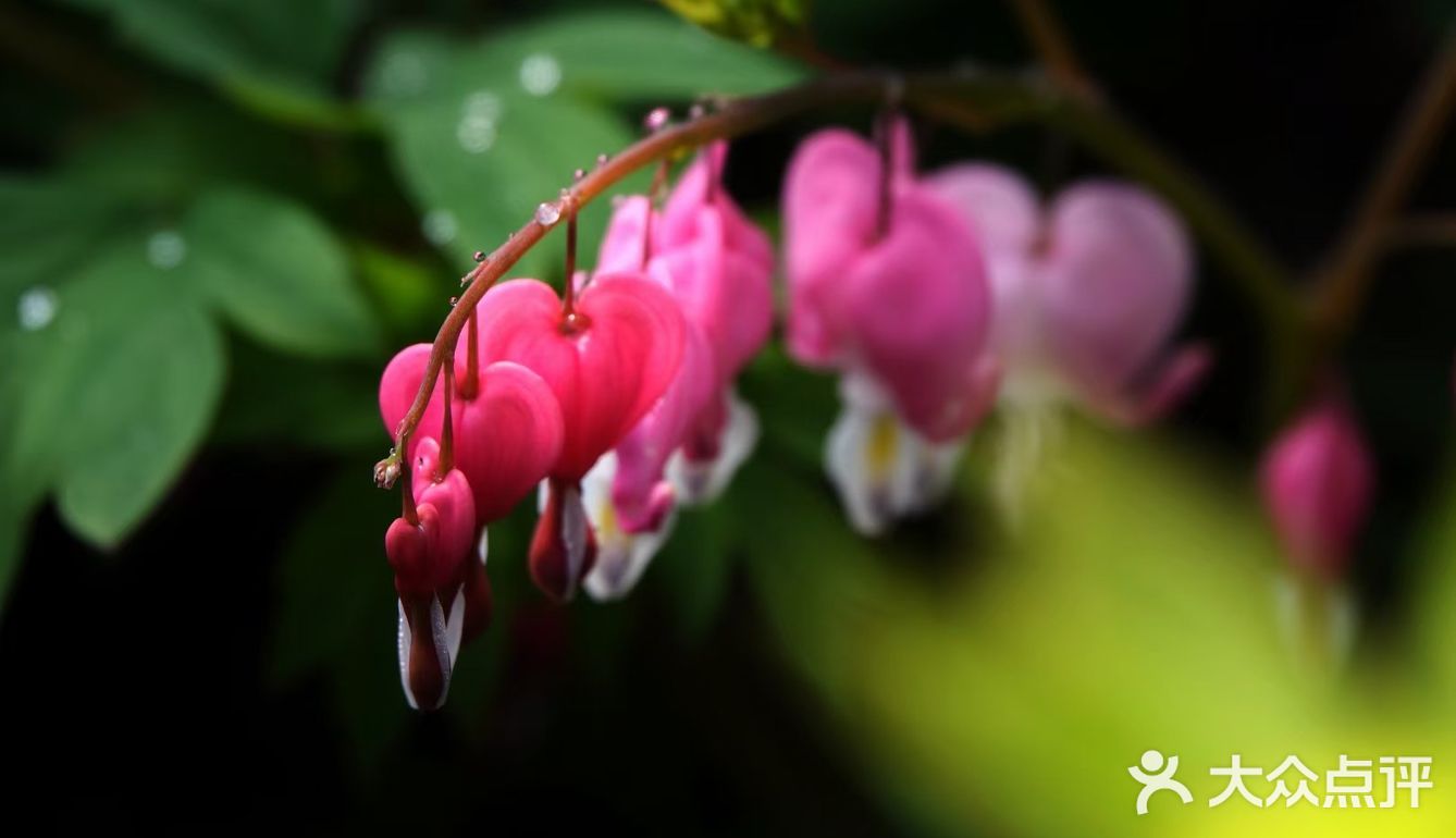 唯有牡丹真国色，打卡这个宝藏园子