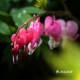 唯有牡丹真国色，打卡这个宝藏园子