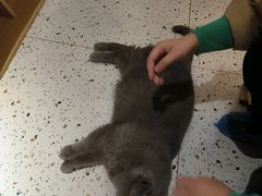 -猫域·湾主题猫咖·宠物吧(南坪城市广场店)