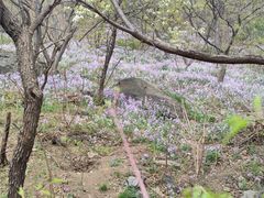 -香山公园