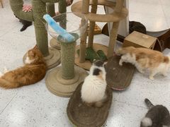 -喵园·猫主题咖啡厅·撸猫·猫咖(国贸店)