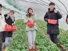 -喜杨洋草莓采摘园