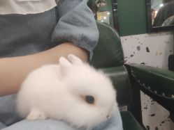 -神奇动物撸宠馆·羊驼·小浣熊·异宠(豫园店)