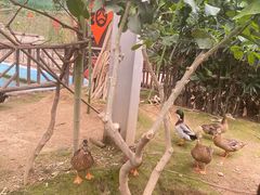 -呀路古热带植物园
