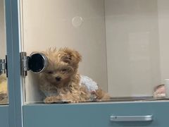 -萌宠之家·腊肠犬·马尔泰·小体犬舍