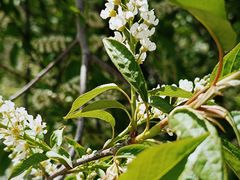 -黑龙江省森林植物园