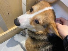 -Heymao猫咖.咖啡厅(东门店)