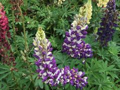 -南通洲际绿博园