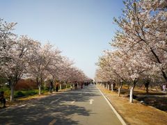 -天王浮山樱花园