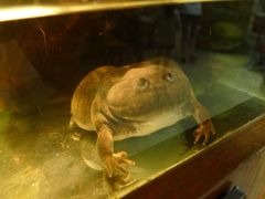 -上海大自然野生昆虫馆