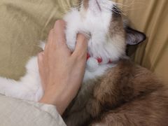 -南京Hallo宠物乐园·哈罗犬舍·柴犬繁育基地
