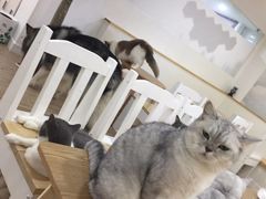 -李小姐の猫咖啡馆(五角场店)