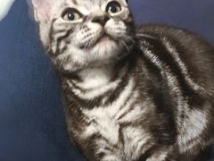 -猫大福·Fortune Cat猫舍(百子湾店)
