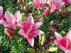 -长春公园(普阳街道)