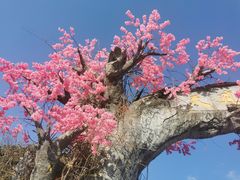 -天适樱花悠乐园