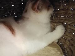 大堂-共舞时光猫咖·狗咖(新街口店)