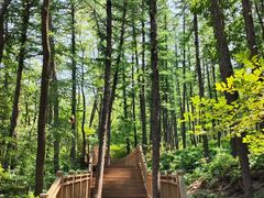 -鲁山国家森林公园