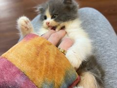 -楼上猫咖(罗湖店)